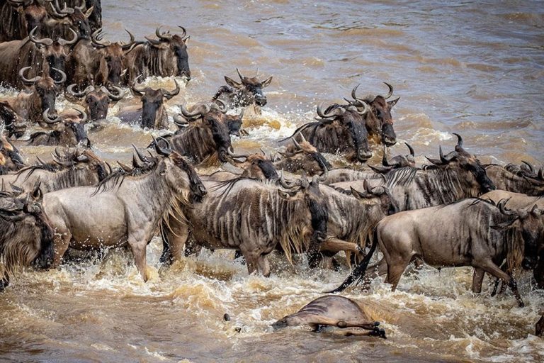 Great-Wildebeest-Migration-safari-768x512 Great-Wildebeest-Migration-safari-768×512
