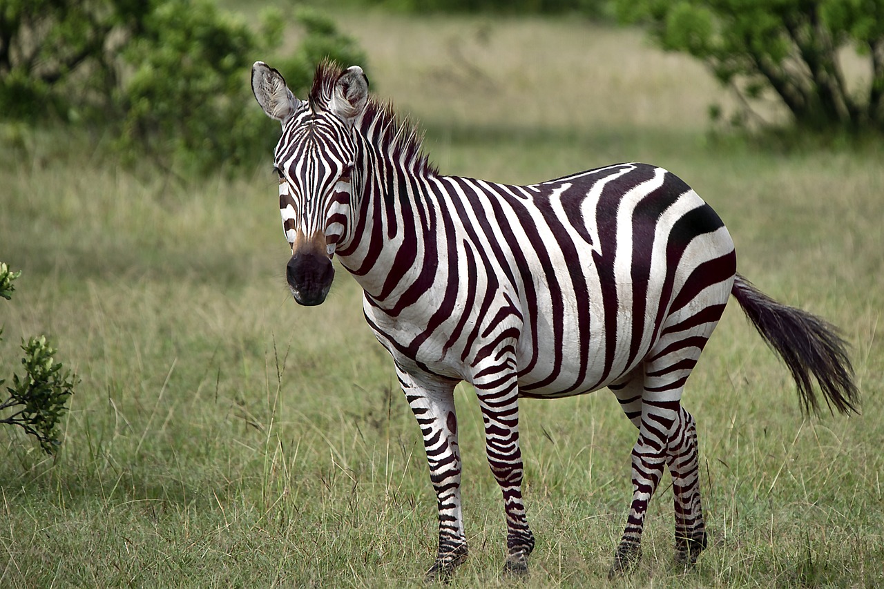 animal-4917802_1280 (1)
