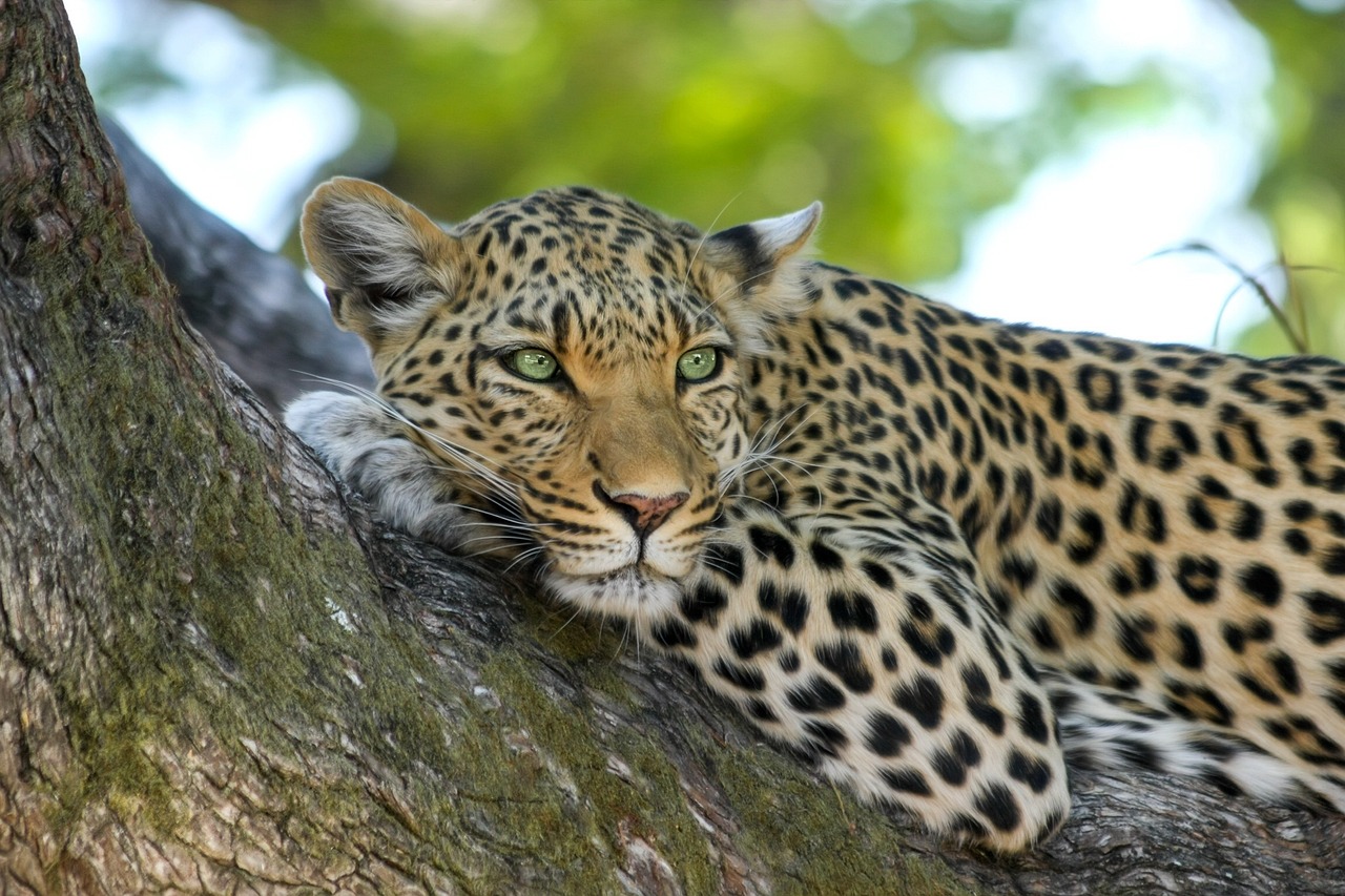 leopard-515509_1280 (1)