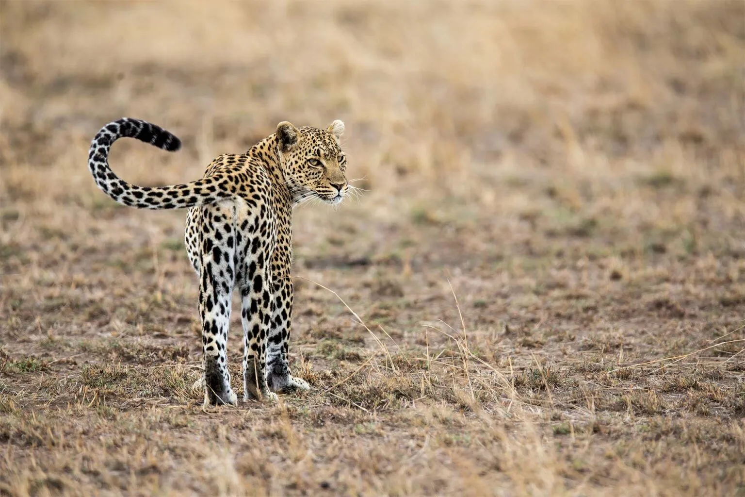 11-Days-Safari-trip-Tanzania-Zanzibar-1536x1024-1 11-Days-Safari-trip-Tanzania-Zanzibar-1536×1024-1