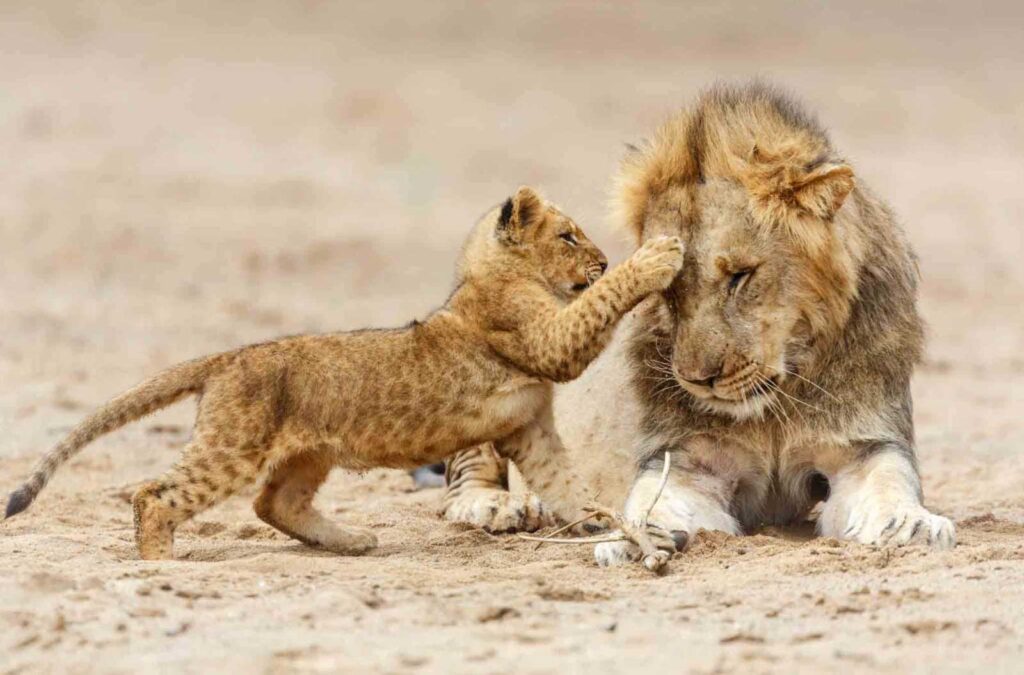 Tanzania-Safari-with-Safari-Touch-Tanzania (1) Tanzania-Safari-with-Safari-Touch-Tanzania (1)