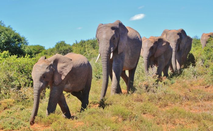 african-bush-elephant-463283_1280-700x430 african-bush-elephant-463283_1280-700×430