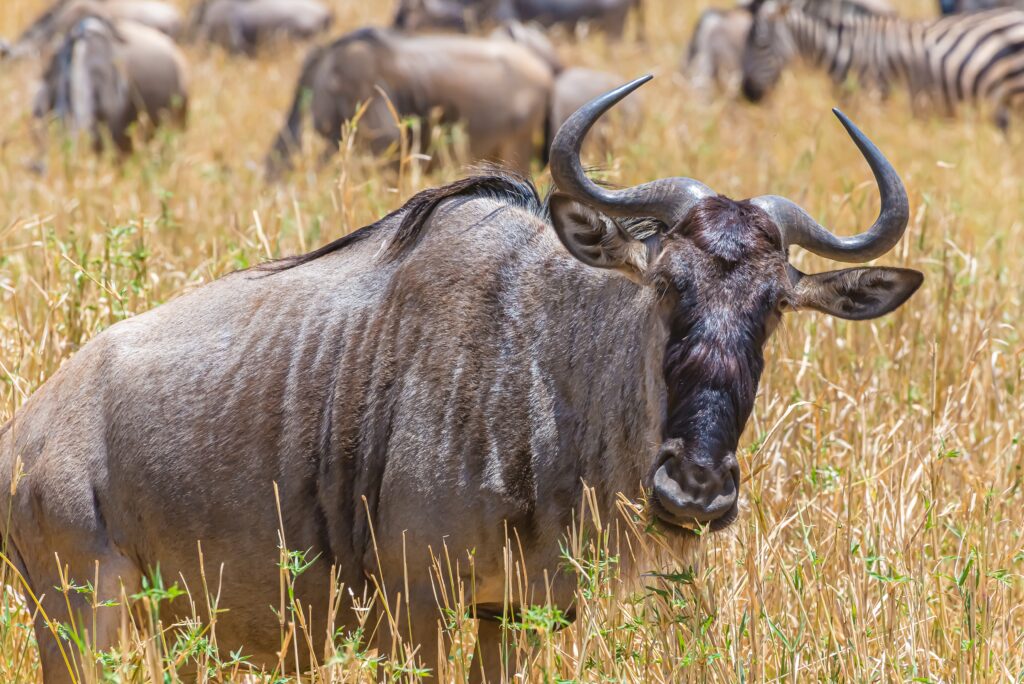 A beautiful shot of the African wildebeest on a grassy plain Beautiful shot of the African wildebeest on a grassy plain