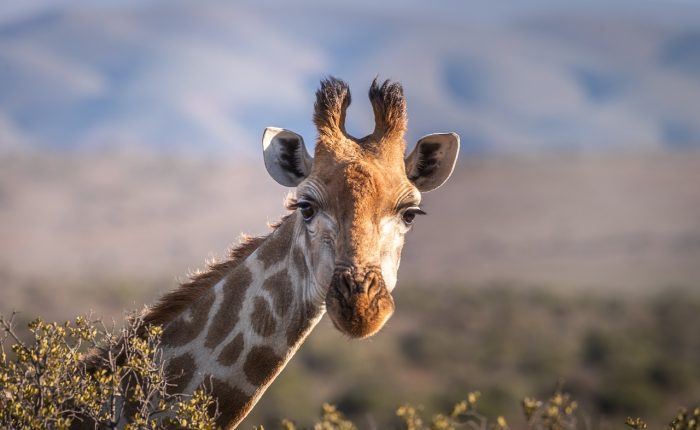 giraffe-4312090_1280-1-700x430 giraffe-4312090_1280-1-700×430