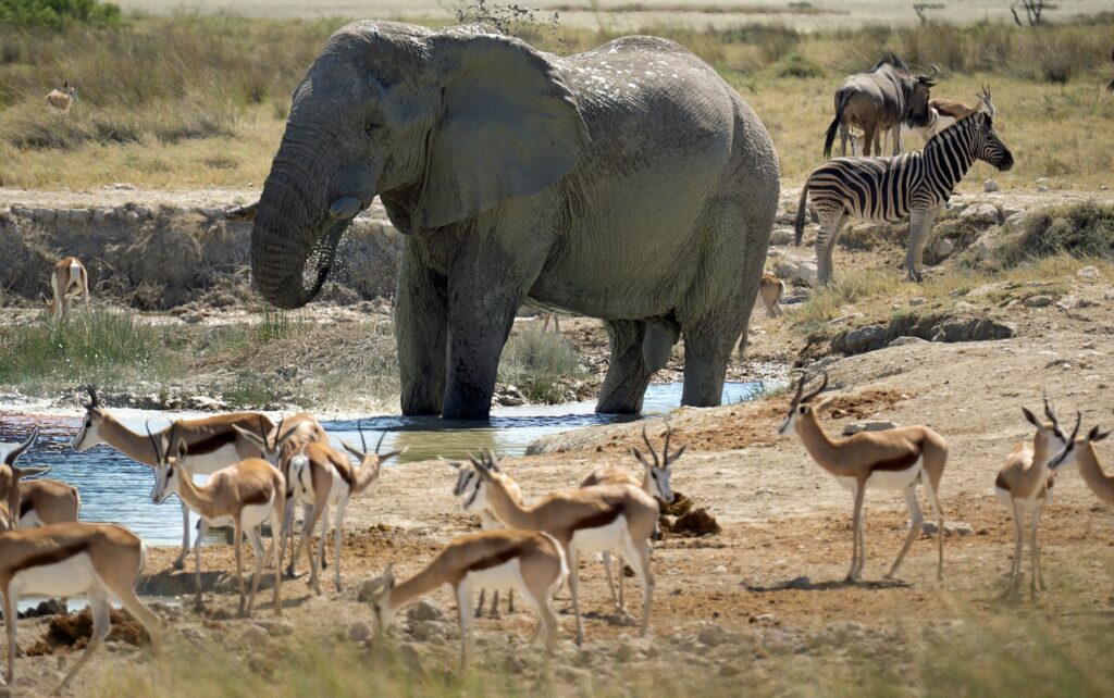namibia-4928984_1280 namibia-4928984_1280